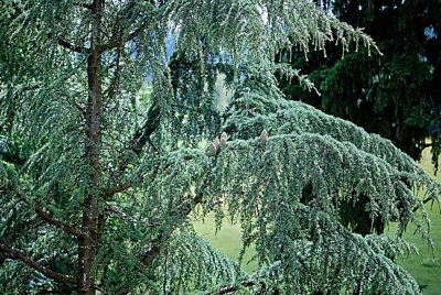 Cedrus atlantica - cedr atlaský - šištice